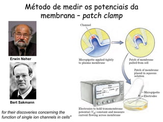 Método de medir os potenciais da
membrana – patch clamp
Erwin Neher
Bert Sakmann
for their discoveries concerning the
function of single ion channels in cells"
 