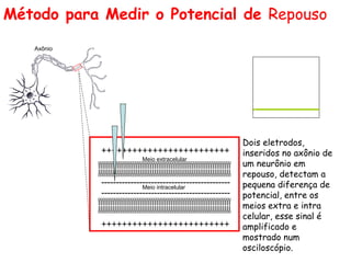 Método para Medir o Potencial de Repouso
+++++++++++++++++++++++++
--------------------------------------------
--------------------------------------------
+++++++++++++++++++++++++
Neurônio
Axônio
Amplificador
Oscilóscopio
-70mV
Dois eletrodos,
inseridos no axônio de
um neurônio em
repouso, detectam a
pequena diferença de
potencial, entre os
meios extra e intra
celular, esse sinal é
amplificado e
mostrado num
osciloscópio.
Meio extracelular
Meio intracelular
 