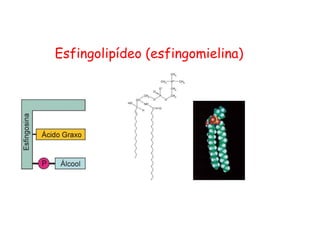 Esfingolipídeo (esfingomielina)
 