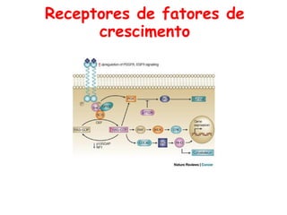 Receptores de fatores de
crescimento
 