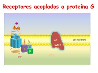 Receptores acoplados a proteína G
 