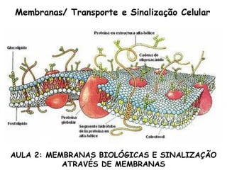 AULA 2: MEMBRANAS BIOLÓGICAS E SINALIZAÇÃO
ATRAVÉS DE MEMBRANAS
Membranas/ Transporte e Sinalização Celular
 