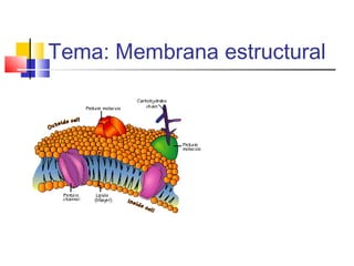Tema: Membrana estructural
 