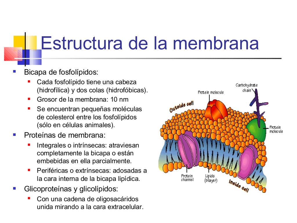 Estructura De Las Membranas