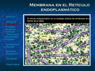 Membrana en el Retículo  endoplasmático 