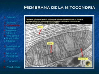 Membrana de la mitocondria 