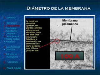 Diámetro de la membrana 100 A 