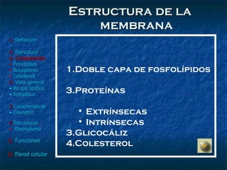 Estructura de la  membrana Doble capa de fosfolípidos Proteínas Extrínsecas Intrínsecas 3.Glicocáliz 4.Colesterol 