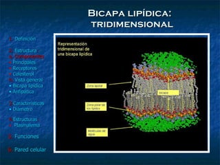 Bicapa lipídica:   tridimensional 
