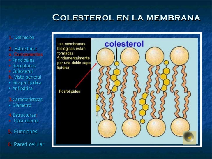 Funciones Del Colesterol En La Membrana Celular www.slideshare.net
