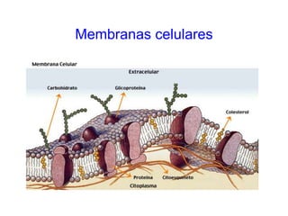 Membranas celulares
 