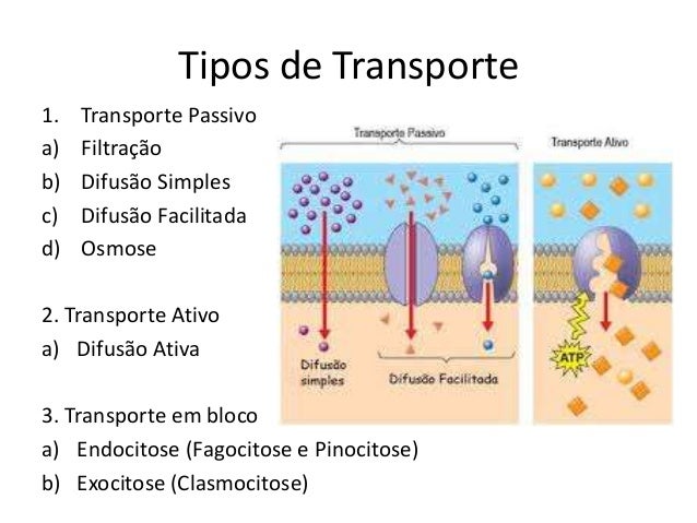 Exemplos De Transporte Ativo E Passivo Transporte Ativo: Resumo, Tipos