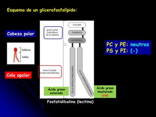 MEMBRANAS BIOLÓGICAS.pptx