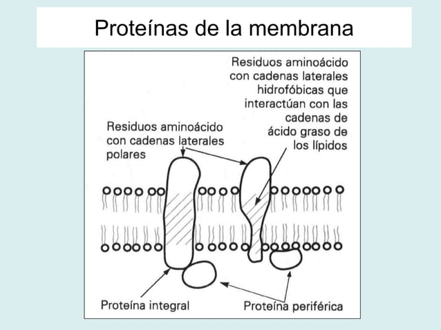 Membranas Biologicas
