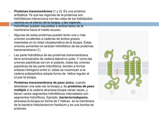  Proteínas transmembrana (1 y 2): Es una proteína
anfipática. Ya que las regiones de la proteínas son
hidrofóbicas interacciona con las colas de los fosfolípidos
vecinos en el interior de la bicapa; y las regiones
hidrofílicas quedan expuestas a ambos lados de la
membrana hacia el medio acuoso.
 Algunas de estas proteínas pueden tener una o más
uniones covalentes a cadenas de ácidos grasos
insertadas en la mitad citoplasmática de la bicapa. Estas
uniones aumentan el carácter hidrofóbico de las proteínas
transmembrana (1).
 Las parte hidrofóbica de las proteínas transmembrana
tiene aminoácidos de cadena lateral no polar. Y como las
uniones peptídicas son en sí polares, todas las uniones
peptídicas de las parte hidrofóbica, tienden a formar
enlaces hidrógeno entre sí; éstas se maximizan si la
cadena polipeptídica adopta forma de hélice regular al
cruzar la bicapa.
 Proteínas transmembrana de paso único, cuando
atraviesan una sola vez la bicapa y, de proteínas de paso
múltiple si la cadena atraviesa bicapa varias veces, y
tienen varios segmentos hidrofóbicos intercalados con
segmentos hidrofílicos. Ejemplo: bacteriorrodopsina,
atraviesa la bicapa en forma de 7 hélices en la membrana
de la bacteria Halobacterium halobium y es una bomba de
protones.
 