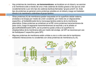  Hay proteínas de membrana, no transmembrana, se localizan en el citosol y se asocian
a la membrana sólo a través de una o más cadenas de ácidos grasos a las que se unen
covalentemente o por otro tipo de cadenas lipídicas llamadas “grupos prenil” (3). Este
tipo de proteínas se generan como proteínas solubles en el citosol y luego se trasladan
directo a la membrana uniéndose al grupo lipídico.
 Otras proteínas (4) de membrana quedan expuestas en la superficie celular externa,
ancladas a la bicapa por medio de unión covalente, por medio de un oligosacárido
específico, al fosfatidilinositol de la monocapa lipídica externa de la membrana
plasmática. Estas proteínas se sintetizan en el RE como proteínas transmembrana de
paso único, luego el segmento transmembranoso se escinde y se le añade un
glucosilfosfatidilinositol (GPI), así la proteína queda unida a la superficie no
citoplasmática de la membrana sólo por medio del anclaje. (el GPI se reconoce por uso
de fosfolipasa C específico para GPI)
 Algunas proteínas de membrana están unidas a una o a otra cara de la membrana
mediante interacciones no covalentes con otras proteínas de membrana (5 y 6).
 