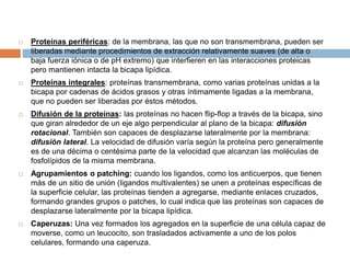  Proteínas periféricas: de la membrana, las que no son transmembrana, pueden ser
liberadas mediante procedimientos de extracción relativamente suaves (de alta o
baja fuerza iónica o de pH extremo) que interfieren en las interacciones proteicas
pero mantienen intacta la bicapa lipídica.
 Proteínas integrales: proteínas transmembrana, como varias proteínas unidas a la
bicapa por cadenas de ácidos grasos y otras íntimamente ligadas a la membrana,
que no pueden ser liberadas por éstos métodos.
 Difusión de la proteínas: las proteínas no hacen flip-flop a través de la bicapa, sino
que giran alrededor de un eje algo perpendicular al plano de la bicapa: difusión
rotacional. También son capaces de desplazarse lateralmente por la membrana:
difusión lateral. La velocidad de difusión varía según la proteína pero generalmente
es de una décima o centésima parte de la velocidad que alcanzan las moléculas de
fosfolípidos de la misma membrana.
 Agrupamientos o patching: cuando los ligandos, como los anticuerpos, que tienen
más de un sitio de unión (ligandos multivalentes) se unen a proteínas específicas de
la superficie celular, las proteínas tienden a agregarse, mediante enlaces cruzados,
formando grandes grupos o patches, lo cual indica que las proteínas son capaces de
desplazarse lateralmente por la bicapa lipídica.
 Caperuzas: Una vez formados los agregados en la superficie de una célula capaz de
moverse, como un leucocito, son trasladados activamente a uno de los polos
celulares, formando una caperuza.
 