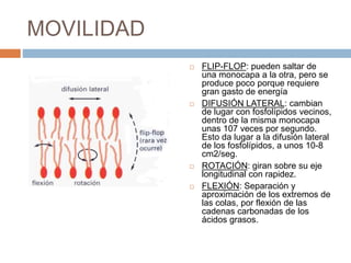 MOVILIDAD
 FLIP-FLOP: pueden saltar de
una monocapa a la otra, pero se
produce poco porque requiere
gran gasto de energía
 DIFUSIÓN LATERAL: cambian
de lugar con fosfolípidos vecinos,
dentro de la misma monocapa
unas 107 veces por segundo.
Esto da lugar a la difusión lateral
de los fosfolípidos, a unos 10-8
cm2/seg.
 ROTACIÓN: giran sobre su eje
longitudinal con rapidez.
 FLEXIÓN: Separación y
aproximación de los extremos de
las colas, por flexión de las
cadenas carbonadas de los
ácidos grasos.
 