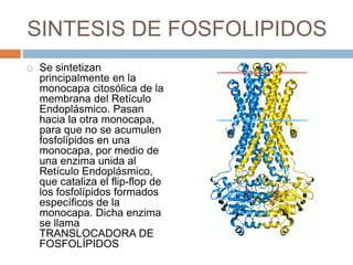 SINTESIS DE FOSFOLIPIDOS
 Se sintetizan
principalmente en la
monocapa citosólica de la
membrana del Retículo
Endoplásmico. Pasan
hacia la otra monocapa,
para que no se acumulen
fosfolípidos en una
monocapa, por medio de
una enzima unida al
Retículo Endoplásmico,
que cataliza el flip-flop de
los fosfolípidos formados
específicos de la
monocapa. Dicha enzima
se llama
TRANSLOCADORA DE
FOSFOLÍPIDOS
 