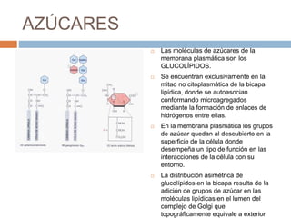 AZÚCARES
 Las moléculas de azúcares de la
membrana plasmática son los
GLUCOLÍPIDOS.
 Se encuentran exclusivamente en la
mitad no citoplasmática de la bicapa
lipídica, donde se autoasocian
conformando microagregados
mediante la formación de enlaces de
hidrógenos entre ellas.
 En la membrana plasmática los grupos
de azúcar quedan al descubierto en la
superficie de la célula donde
desempeña un tipo de función en las
interacciones de la célula con su
entorno.
 La distribución asimétrica de
glucolípidos en la bicapa resulta de la
adición de grupos de azúcar en las
moléculas lipídicas en el lumen del
complejo de Golgi que
topográficamente equivale a exterior
 