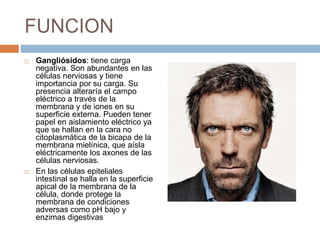 FUNCION
 Gangliósidos: tiene carga
negativa. Son abundantes en las
células nerviosas y tiene
importancia por su carga. Su
presencia alteraría el campo
eléctrico a través de la
membrana y de iones en su
superficie externa. Pueden tener
papel en aislamiento eléctrico ya
que se hallan en la cara no
citoplasmática de la bicapa de la
membrana mielínica, que aísla
eléctricamente los axones de las
células nerviosas.
 En las células epiteliales
intestinal se halla en la superficie
apical de la membrana de la
célula, donde protege la
membrana de condiciones
adversas como pH bajo y
enzimas digestivas
 