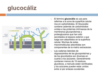 glucocáliz
 El término glucocáliz se usa para
referirse a la zona de superficie celular
rica en carbohidratos. El Glucocáliz
contiene (además de carbohidratos
unidas a las proteínas intrínsecas de la
membrana) glucoproteínas y
proteoglucanos que han sido
secretados al espacio exterior y que
luego son adsorbidos en la superficie
celular. Muchas de estas
macromoléculas adsorbidas son
componentes de la matriz extracelular.
 Las cadenas laterales de
oligosacáridos de las glucoproteínas y
de los glucolípidos son diversas en
cuanto a los azúcares. Generalmente
contienen menos de 15 residuos
glucídicos, a menudo están ramificados
y los azúcares pueden estar unidos
entre sí por enlaces covalentes
 