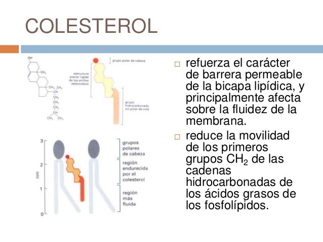 las cadenas hidrocarbonadas membranas biologicas composicion las cadenas hidrocarbonadas membranas biologicas composicion
