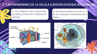 Su estructura básica es similar a la
de las restantes membranas de la
célula
3.1 LAS MEMBRANAS DE LA CELULA EJERCEN DIVERS...