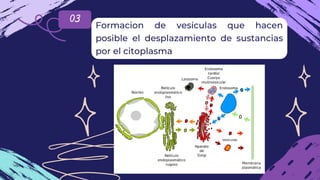 03
Formacion de vesículas que hacen
posible el desplazamiento de sustancias
por el citoplasma
 