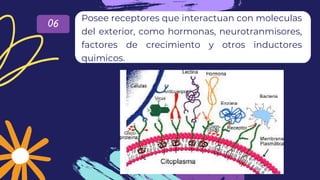 06
Posee receptores que interactuan con moleculas
del exterior, como hormonas, neurotranmisores,
factores de crecimiento y...