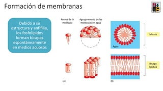 Formación de membranas
Debido a su
estructura y anfifilia,
los fosfolípidos
forman bicapas
espontáneamente
en medios acuosos
Forma de la
molécula
Micela
Bicapa
lipídica
Agrupamiento de las
moléculas en agua
Agrupamiento de las
moléculas en agua
Agua
 