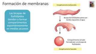 Formación de membranas
Bicapa de fosfolípidos plana con
bordes expuestos al agua
Compartimento cerrado
formado por una bicapa de
fosfolípidos
Energéticamente desfavorable
Energéticamente favorable
Las bicapas de
fosfolípidos
tienden a formar
compartimentos
espontáneamente
en medios acuosos
 