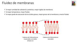 Fluidez de membranas
✓ A mayor cantidad de colesterol y proteínas, mayor rigidez de membrana
✓ A mayor temperatura, mayor fluidez
✓ A mayor grado de saturación de los ácidos grasos, mayor grosor de la membrana y menor fluidez
Cadenas de hidrocarburos
insaturados con doble
enlaces cis
Cadenas de hidrocarburos
saturados
 