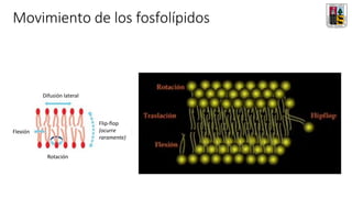 Movimiento de los fosfolípidos
Difusión lateral
Rotación
Flexión
Flip-flop
(ocurre
raramente)
 
