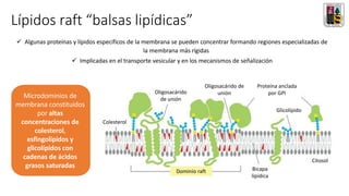 Lípidos raft “balsas lipídicas”
Microdominios de
membrana constituidos
por altas
concentraciones de
colesterol,
esfingolípidos y
glicolípidos con
cadenas de ácidos
grasos saturadas
Dominio raft Bicapa
lipídica
Citosol
Glicolípido
Proteína anclada
por GPI
Oligosacárido de
unión
Oligosacárido
de unión
Colesterol
✓ Algunas proteínas y lípidos específicos de la membrana se pueden concentrar formando regiones especializadas de
la membrana más rígidas
✓ Implicadas en el transporte vesicular y en los mecanismos de señalización
 