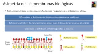 Asimetría de las membranas biológicas
Diferencia en la distribución de lípidos entre ambas caras de una bicapa
Colesterol se distribuye de manera similar en ambas caras de bicapa de la membrana plasmática
Glicolípidos se distribuyen en la cara opuesta a la citosólica
✓ Distribución asimétrica de componente genera funcionalidad y carga diferente en ambas caras de la bicapa
Extracelular
Citosol
Bicapa
lipídica
Fosfatidiletanolamina
Fosfatidilserina
Fosfatidilcolina
Esfingomielina
 