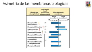 Asimetría de las membranas biológicas
 