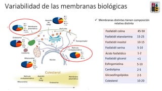 Variabilidad de las membranas biológicas
✓ Membranas distintas tienen composición
relativa distinta
 
