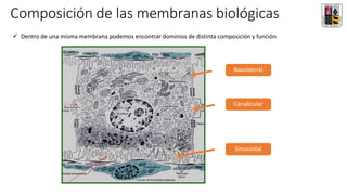 Composición de las membranas biológicas
Basolateral
Canalicular
Sinusoidal
✓ Dentro de una misma membrana podemos encontrar dominios de distinta composición y función
 