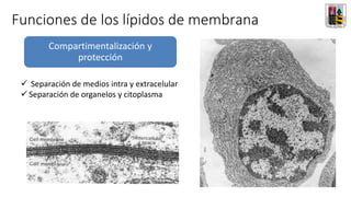 Funciones de los lípidos de membrana
Compartimentalización y
protección
✓ Separación de medios intra y extracelular
✓ Separación de organelos y citoplasma
 
