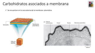 Carbohidratos asociados a membrana
Glicoproteínas
Glicolípidos
✓ Se encuentran en la cara externa de la membrana plasmática
Capa de
carbohidratos Citosol Núcleo Membrana plasmática
 