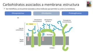Carbohidratos asociados a membrana: estructura
Glicoproteínas Glicolípidos
✓ Son hidrofílicos, se encuentran asociados a otras moléculas que permiten su unión a la membrana.
Proteoglicanos
Capa de
carbohidratos
Bicapa
lipídica
CITOSOL
Glicoproteína
transmembrana
Glicoproteína
periférica
Proteoglicano
transmembrana
Glicolípido
Azúcar
Glicolípido
 