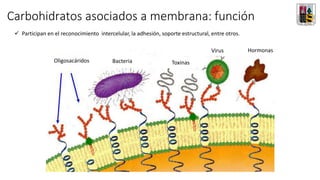 Glicoproteínas
Glicolípidos
Oligosacáridos Bacteria
Bacteria Toxinas
Virus Hormonas
✓ Participan en el reconocimiento intercelular, la adhesión, soporte estructural, entre otros.
Carbohidratos asociados a membrana: función
 