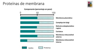 Proteínas de membrana
Componente (porcentaje en peso)
Componente (porcentaje en peso)
Lípidos Proteínas
Membrana plasmática
Complejo de Golgi
Retículo endoplasmático
rugoso
Carioteca
Membrana mitocondrial
externa
Membrana mitocondrial
interna
 
