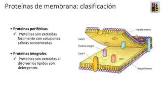 • Proteínas periféricas
✓ Proteínas son extraídas
fácilmente con soluciones
salinas concentradas
• Proteínas integrales
✓ Proteínas son extraídas al
disolver los lípidos con
detergentes
Proteínas de membrana: clasificación
 