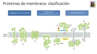 Integrales (1, 2, 3, 4, 5 y 6)
Integrales de
transmembrana (1, 2 y 3)
Periféricas (7 y 8)
Bicapa
lipídica
Citosol
Proteínas de membrana: clasificación
 