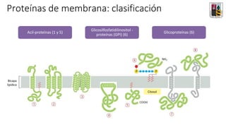 Bicapa
lipídica
Citosol
Acil-proteínas (1 y 5)
Glicosilfosfatidilinositol -
proteínas (GPI) (6)
Glicoproteínas (6)
Proteínas de membrana: clasificación
 