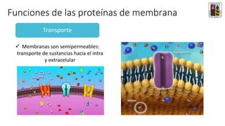 Funciones de las proteínas de membrana
Transporte
✓ Membranas son semipermeables:
transporte de sustancias hacia el intra
y extracelular
 