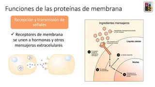 Recepción y transmisión de
señales
✓ Receptores de membrana
se unen a hormonas y otros
mensajeros extracelulares
Funciones de las proteínas de membrana
 
