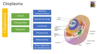 Citoplasma
Citoplasma
Citosol
Citoesqueleto
Organelos
Retículo
endoplasmático
Aparato de Golgi
Lisosomas
Peroxisomas
Mitocondrias
Otros organelos
no membranosos
 